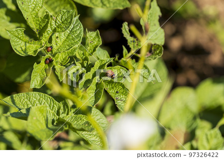 Colorado beetles, growing potatoes as a food product Colorado beetles, growing potatoes as a food product 97326422