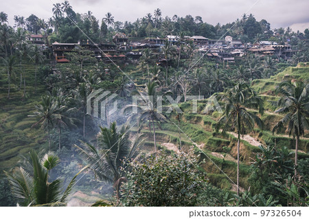 View of rice terraces of tegalalang in center of island of Bali in Indonesia, Ubud. Wooden houses and settlement of locals on hill of rice cascading terraces in the evening. Local landmark 97326504