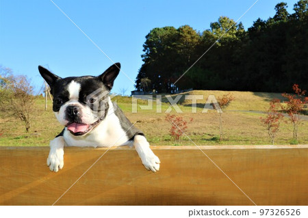 2022Mighty-kun, a Boston terrier, staring cutely from a bench at Aigo no Sato in Hatoyama, the happiest town in Japan♡ 2022Mighty-kun, a Boston terrier, staring cutely from a bench at Aigo no Sato in Hatoyama, the happiest town in Japan♡ 97326526