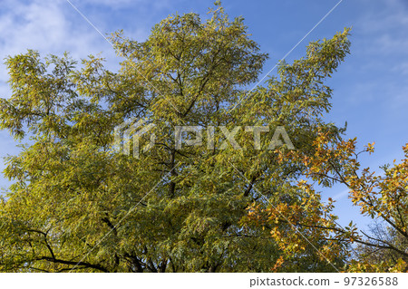 Mixed forest in the autumn season with different deciduous trees 97326588
