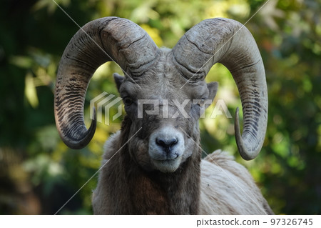 我的身份證照片呢？ 97326745