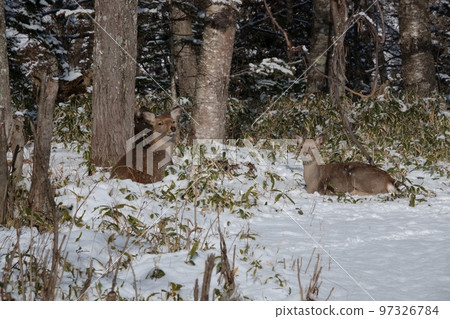 A mother and child of Ezo deer sitting and ruminating in a park in Nukabira Onsen 97326784