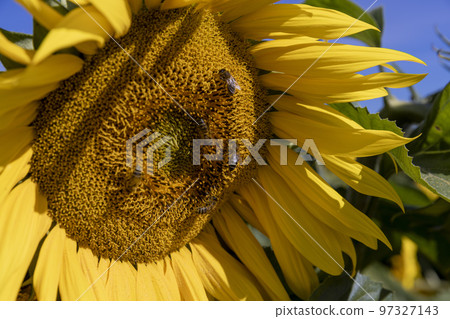Sunflower field with flowers and bees Sunflower field with flowers and bees 97327143