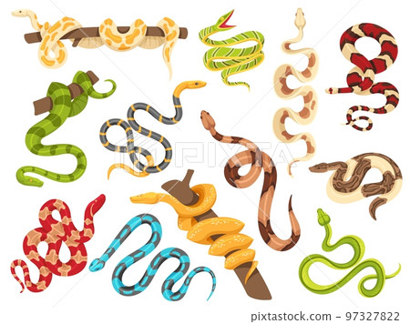 Tropical snakes. Exotic viper, python on tree branch and terrarium snake. isolated serpent vector Illustration set Tropical snakes. Exotic viper, python on tree branch and terrarium snake. isolated serpent vector Illustration set 97327822