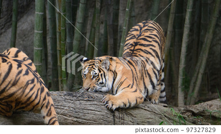 A 1-year-old Amur tiger cub being cautious 97327829