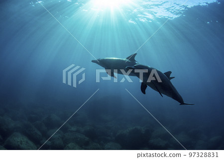 Two dolphins in the sunlight Two dolphins in the sunlight 97328831