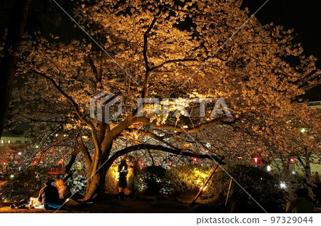 Odawara CastleOhoriumadashimonDobashiCherry blossoms at night Odawara CastleOhoriumadashimonDobashiCherry blossoms at night 97329044