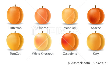 Realistic apricot varieties - Stock Illustration [97329148] - PIXTA