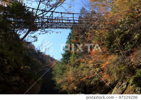 Looking up at the Kazura Bridge Okuiya Double Kazura Bridge Autumn (Otokobashi, Miyoshi City, Tokushima Prefecture) 97329206