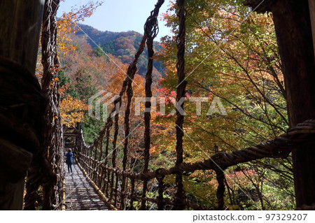 Okuiya Double Kazurabashi Suspension Bridge Autumn Leaves (Otokobashi, Miyoshi City, Tokushima Prefecture) 97329207