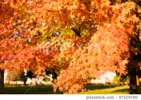 Autumn night 97329700