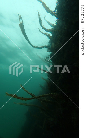 當海藻森林結束時 97329779