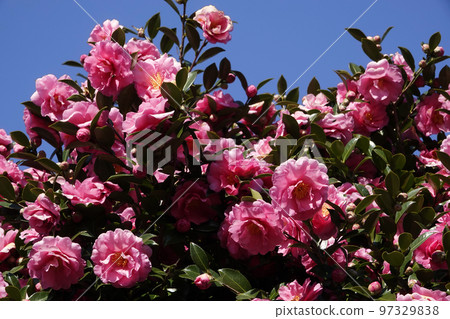 Winter blue sky and pink sasanqua flowers Winter blue sky and pink sasanqua flowers 97329838