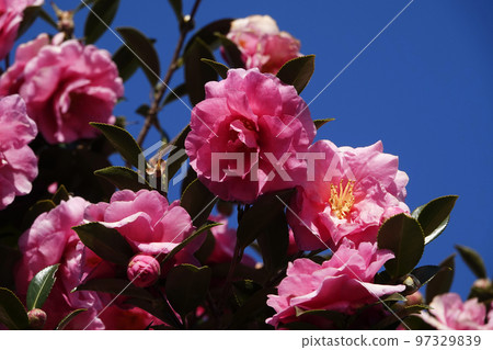 Winter blue sky and pink sasanqua flowers Winter blue sky and pink sasanqua flowers 97329839