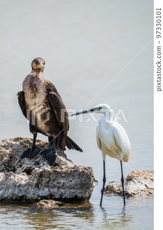 Small white heron, or Little egret, Egretta garzetta, and Great cormorant, Phalacrocorax carbo, sitting on a cliff and looking for fish in shallow water Small white heron, or Little egret, Egretta garzetta, and Great cormorant, Phalacrocorax carbo, sitting on a cliff and looking for fish in shallow water 97330101