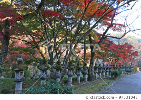 Autumn leaves of Mitsugi Hachimangu Shrine Autumn leaves of Mitsugi Hachimangu Shrine 97331043