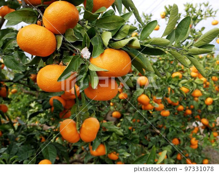 玉名市（熊本縣）天水町的橘子 97331078