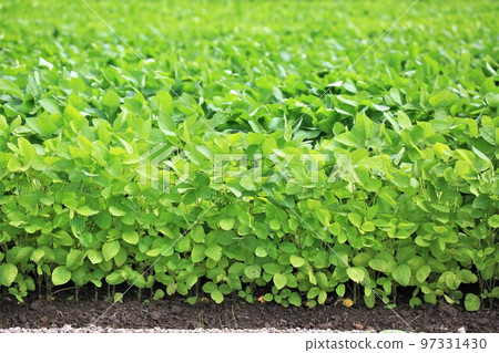 Soybean field 97331430