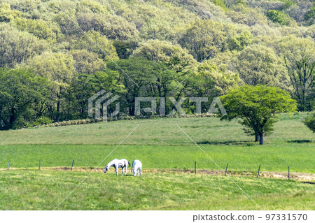 Image of early summer and fresh green of Hiruzen Plateau 97331570