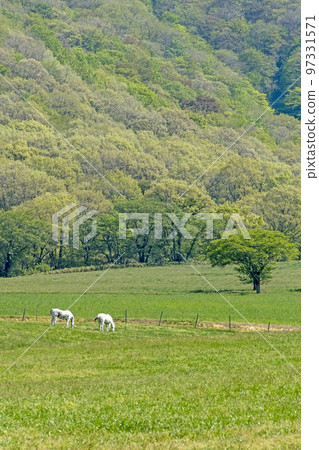 Image of early summer and fresh green of Hiruzen Plateau 97331571
