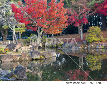Autumn leaves and deer at Sanja Takusen Pond in Nara Park Autumn leaves and deer at Sanja Takusen Pond in Nara Park 97332013
