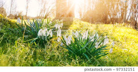 Spring green field in the forest with blossoming fragile snowdrop. 97332151