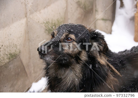 Black fluffy dog in the snow closeup Black fluffy dog in the snow closeup 97332796