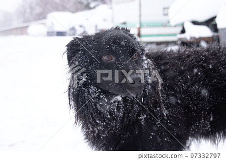 Black fluffy dog in the snow closeup 97332797