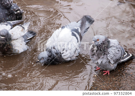 Pigeons bathe in a puddle in winter 97332804