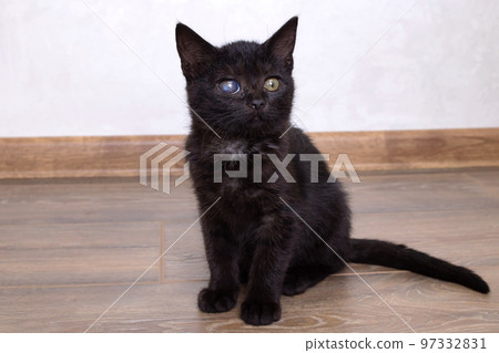 Little black kitten sitting on the floor 97332831