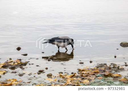 A crow stands on a rock in the water A crow stands on a rock in the water 97332981