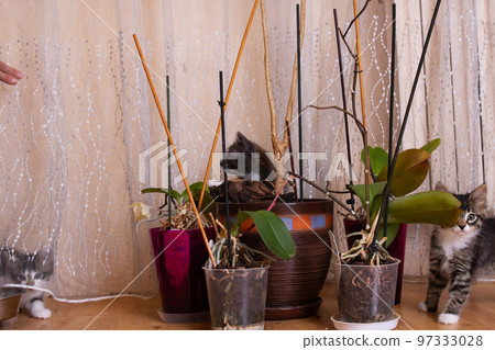 Gray kittens play with a potted flower 97333028