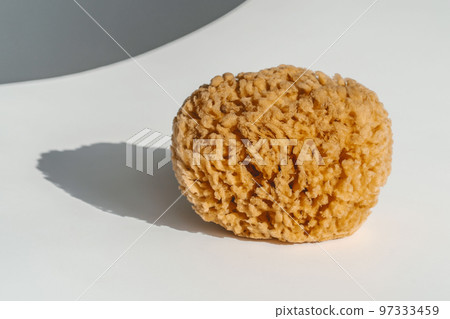 Natural sea sponge on a white background Natural sea sponge on a white background 97333459