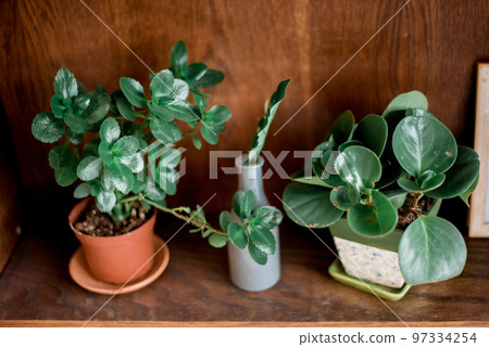 Group of flower pot on wood floor and white concrete background. 97334254