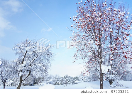Sunny rowan with snow cap Sunny rowan with snow cap 97335251