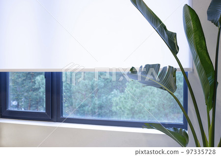 A houseplant is near the white color window shade. The view outside the window is pine trees. Sun protection for home. Roller blinds close-up on the window.  97335728