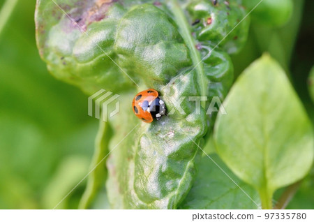Ladybird ladybird Ladybird ladybird 97335780