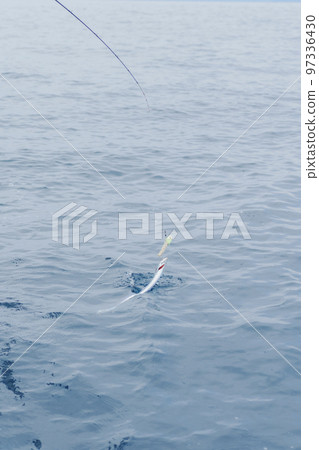 hairtail tenya fishing hairtail tenya fishing 97336430