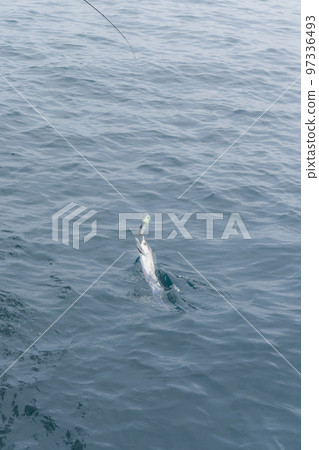 hairtail tenya fishing hairtail tenya fishing 97336493