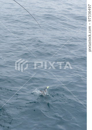 hairtail tenya fishing hairtail tenya fishing 97336497