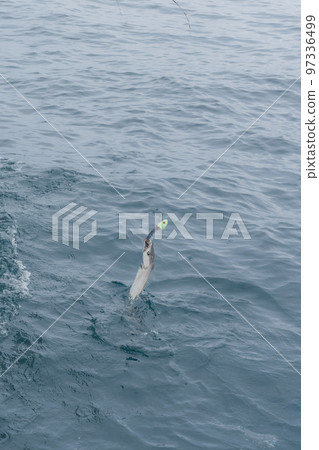 hairtail tenya fishing 97336499