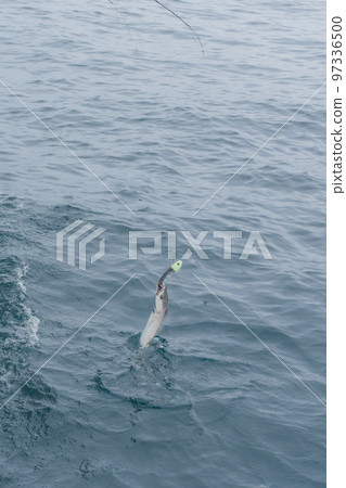 hairtail tenya fishing 97336500