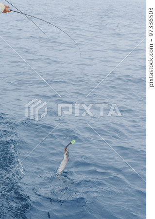 hairtail tenya fishing hairtail tenya fishing 97336503