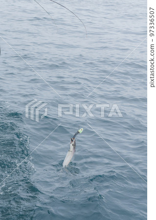 hairtail tenya fishing 97336507