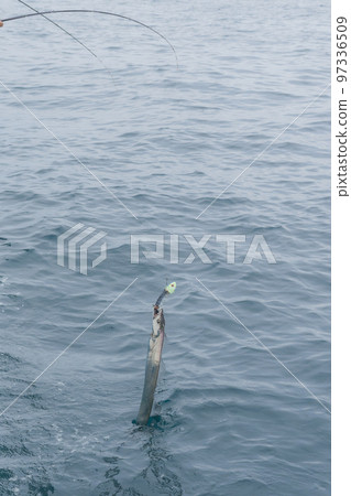 hairtail tenya fishing 97336509