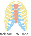 Human Rib cage Sternum + Rib 97336548