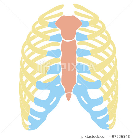 人肋骨胸骨+肋骨 97336548