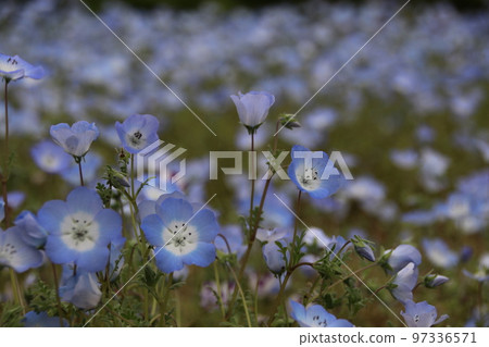 Nemophila Nemophila 97336571