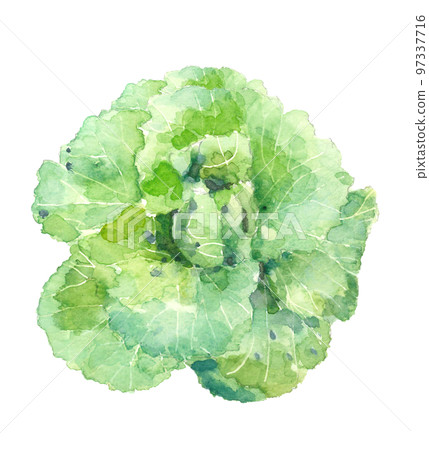 Illustration of a Chinese cabbage that started a ball drawn by watercolor White back Transparent background Illustration of a Chinese cabbage that started a ball drawn by watercolor White back Transparent background 97337716