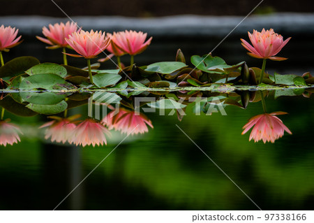 Water lily Water lily 97338166